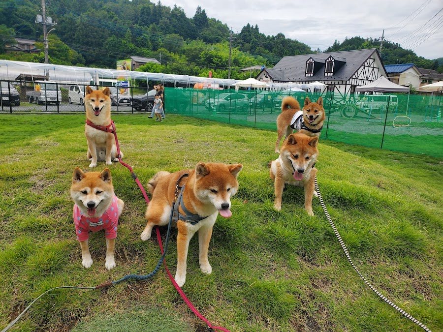 わん's広場の写真