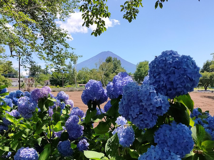 八木崎公園の写真