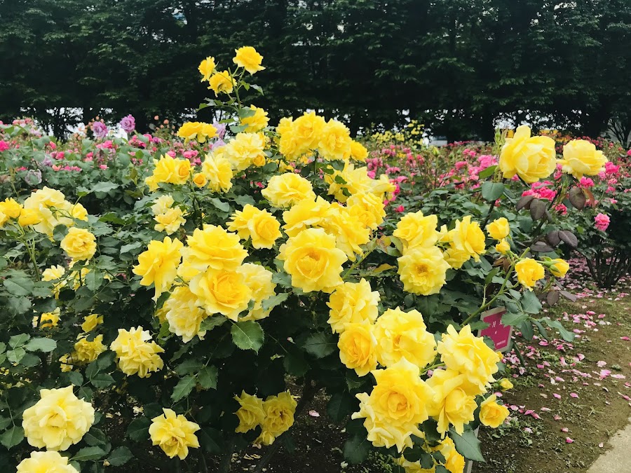 与野公園の写真