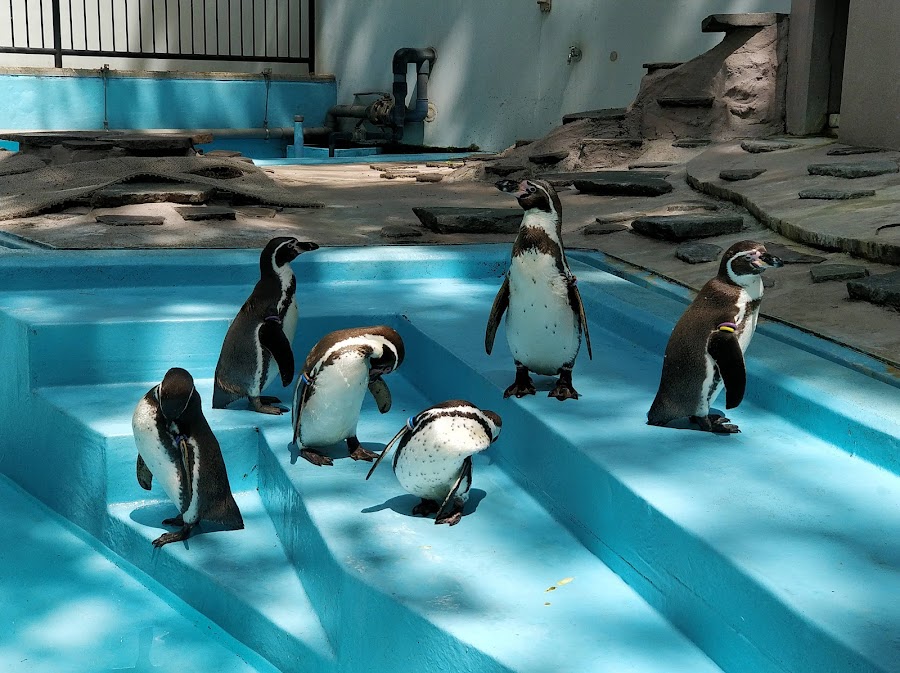 夢見ヶ崎動物公園の写真